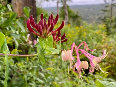 50286070631_86a2689c97_o